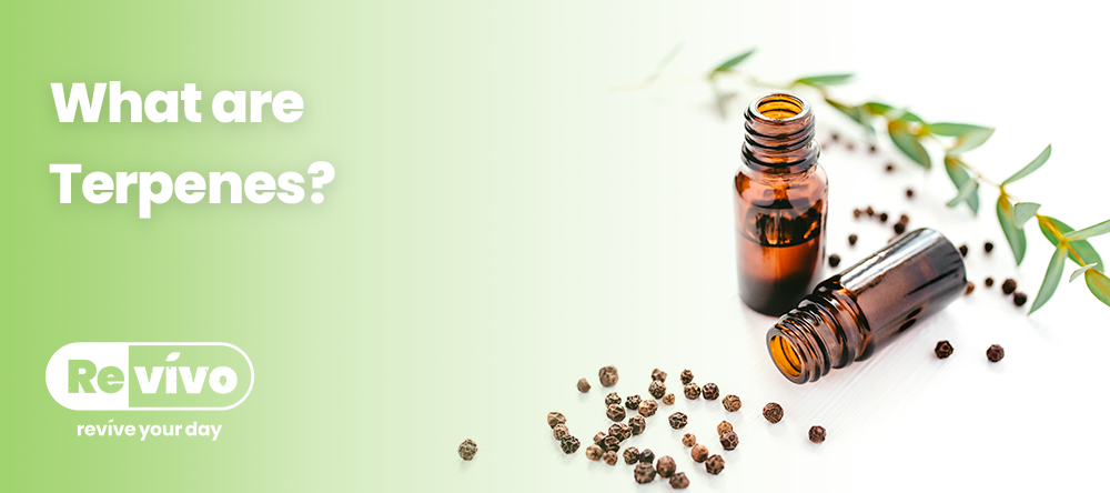 What Are Terpenes?